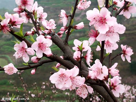 桃花樹